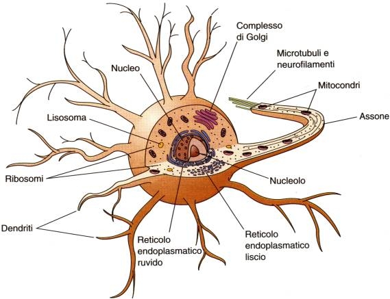 La cellula